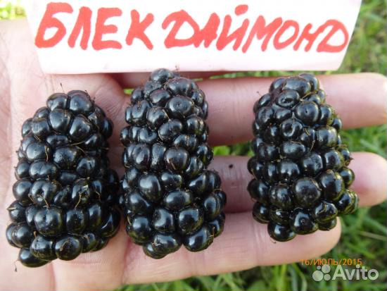 Ежевика, ежемалина, малина сортовая саженцы