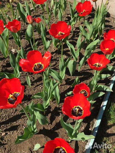 Луковицы тюльпанов