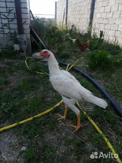 Бойцовые петухи