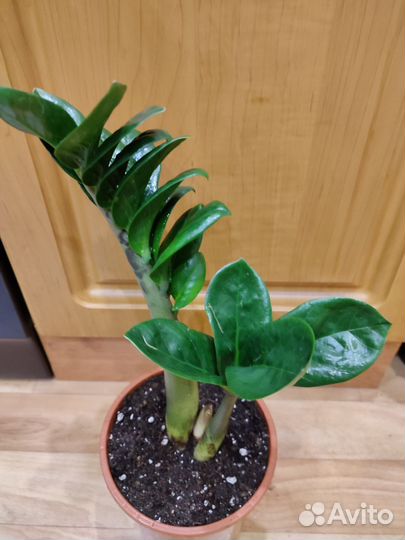 Замиокулькас