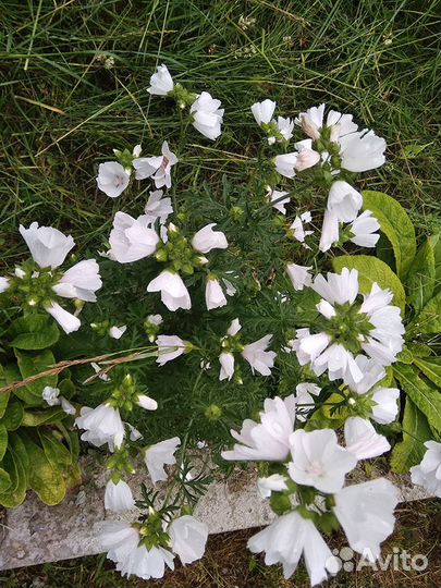 Цветы для сада (2)