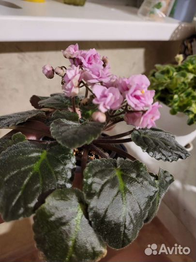 Цветущие фиалки