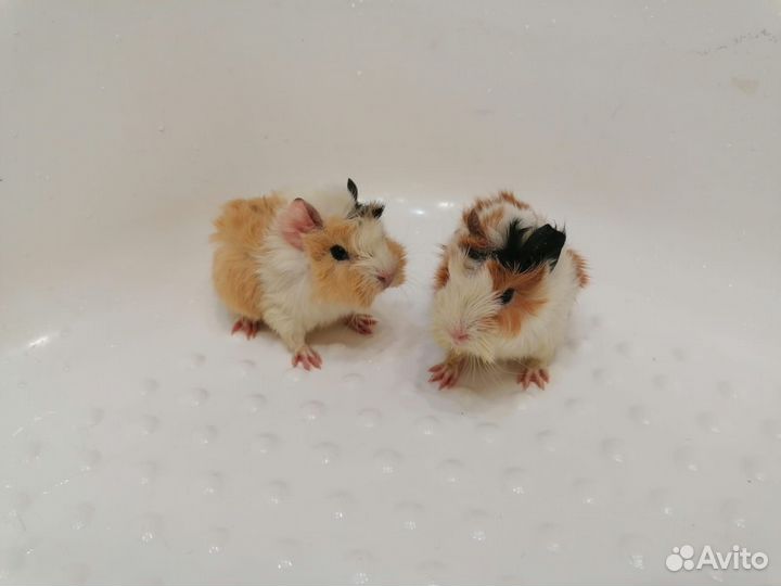 Морская свинка