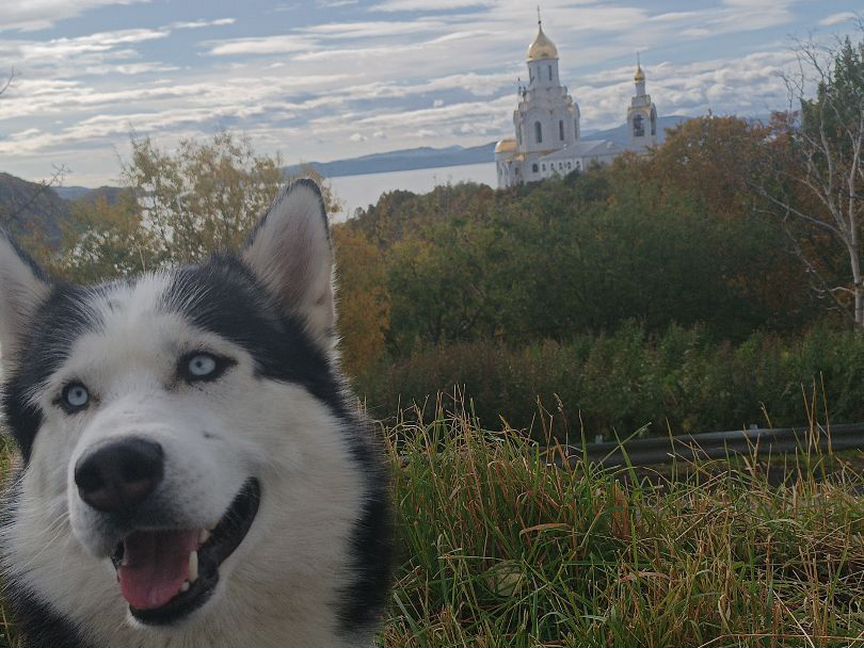 Хаски