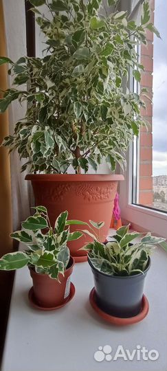 Комнатные растения - фикусы мелколистные