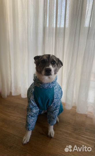 Пуховик для собаки