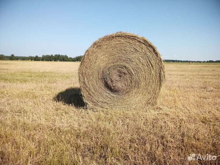 Сено в рулонах