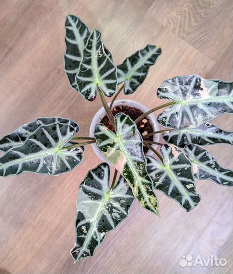 Алоказия бамбино пинк вариегатная