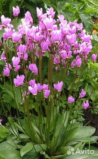 Многолетники