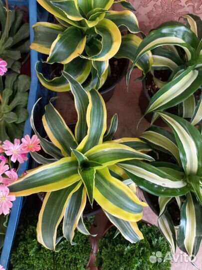 Комнатные растения на выставке цветов в Анапе