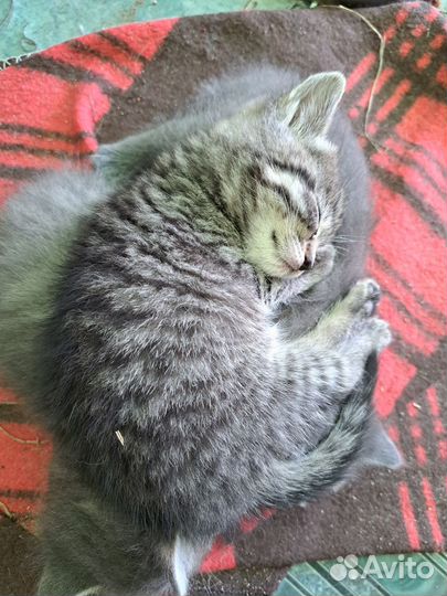 Британская кошка в дар