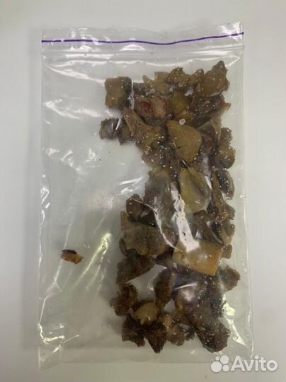 Удаление инородных тел у собак и кошек