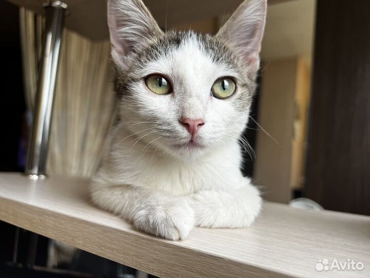 Котенок в добрые руки