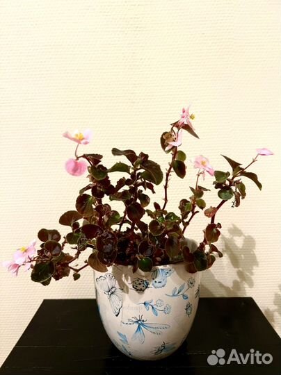 Домашние растения цветы