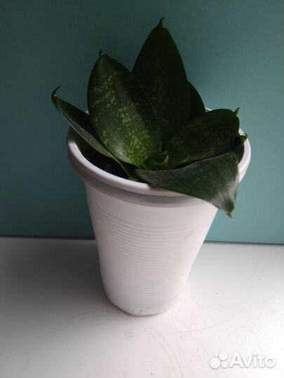 Сансевиерия ханни