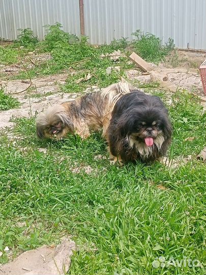 Вязка пекинес