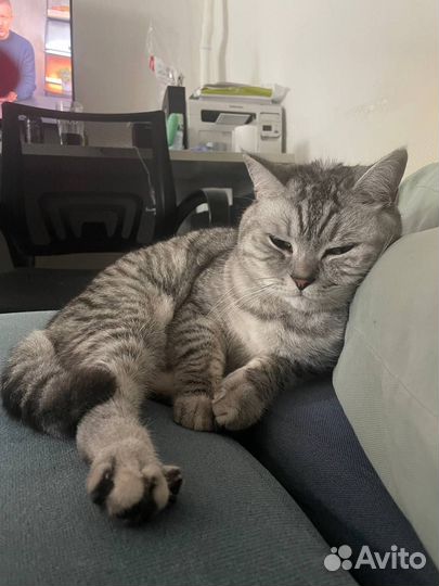 Британский кот Мирон