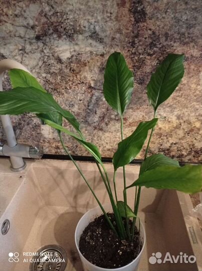 Спатифиллум (женское счастье)