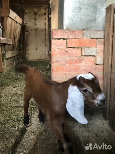 Англо-Нубийский Козлик