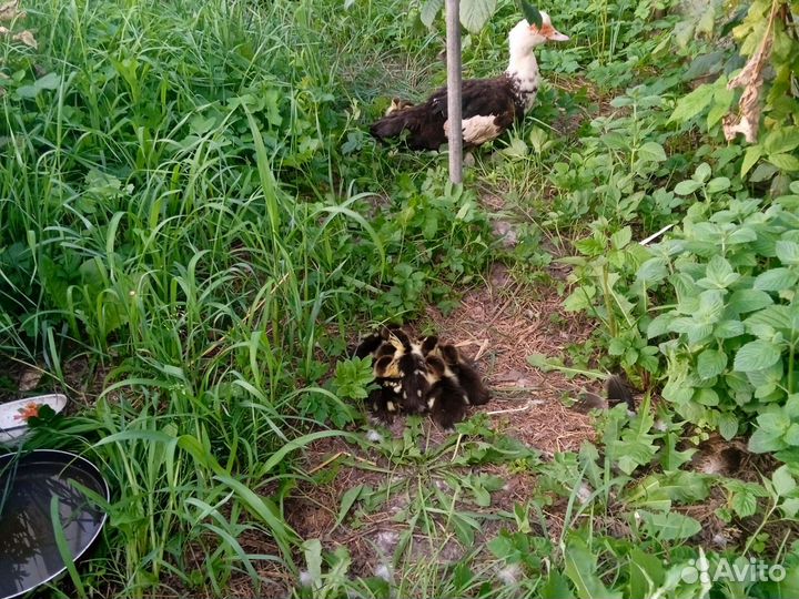 Мускусные утята индоутки