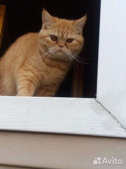 Экзотическая кошка