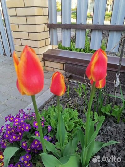 Тюльпаны в букет