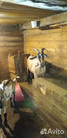 Коза дойная