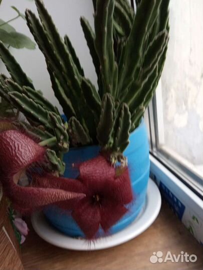 Домашние цветы