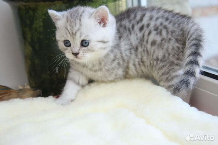 Британские котята