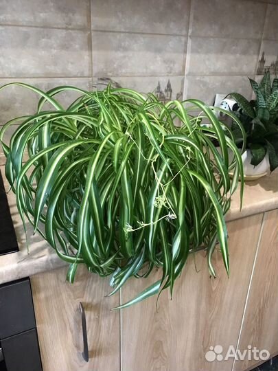 Хлорофитум кудрявый