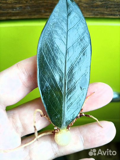 Замиокулька