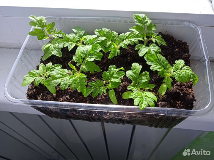 Рассада помидор