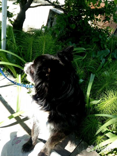 Зоогостиница, передержка животных в домашних услов