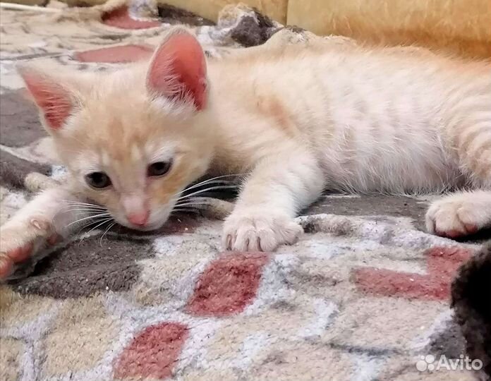 Котенок бежевый, мальчик