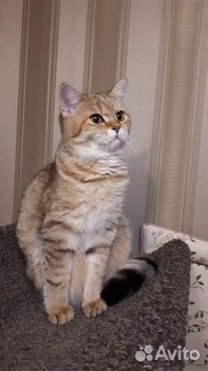 Шотландская кошка дом.любимцы,10.03.21