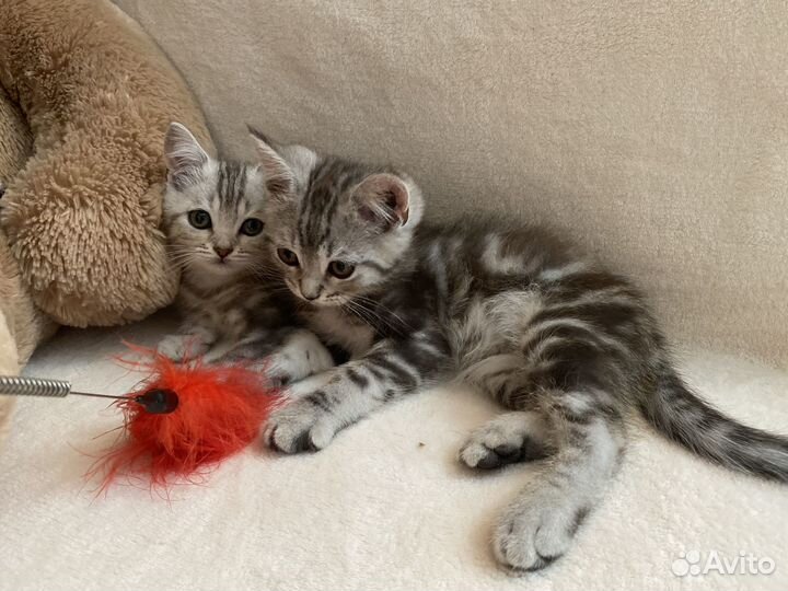 Шотландские мраморные котики