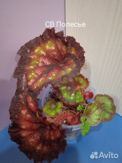 Бегония декоративно лиственная