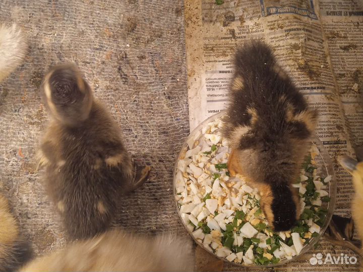 Утята суточные