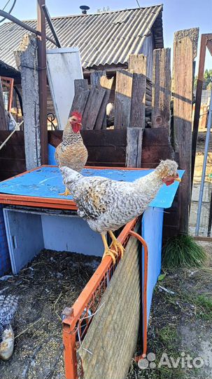 Молодые петухи