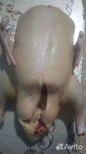 Индоутки на мясо