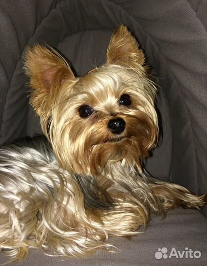 Йоркширский терьер мини
