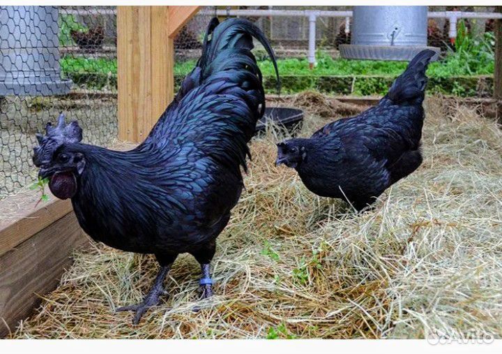 Молодой петух ухейиюль