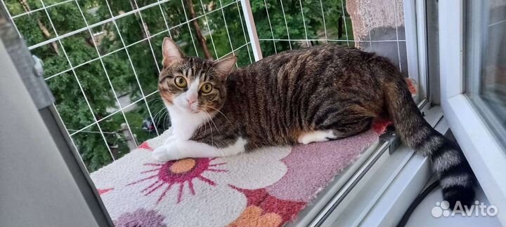 Балкон для кошек