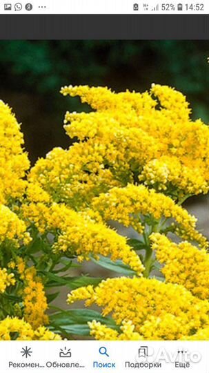 Цветок. солидаго и локоноса