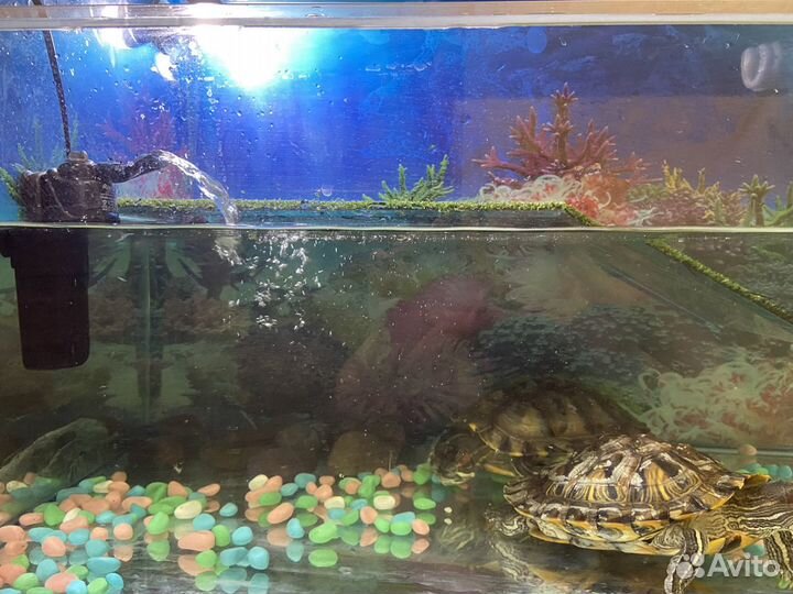 2 большие черепашки с аквариумом в заботливые руки