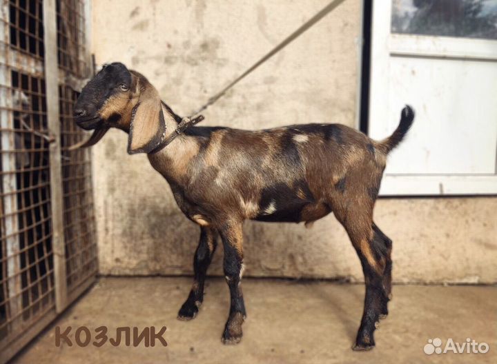 Нубийские козочки и козлики (6-8 мес под покрытие)