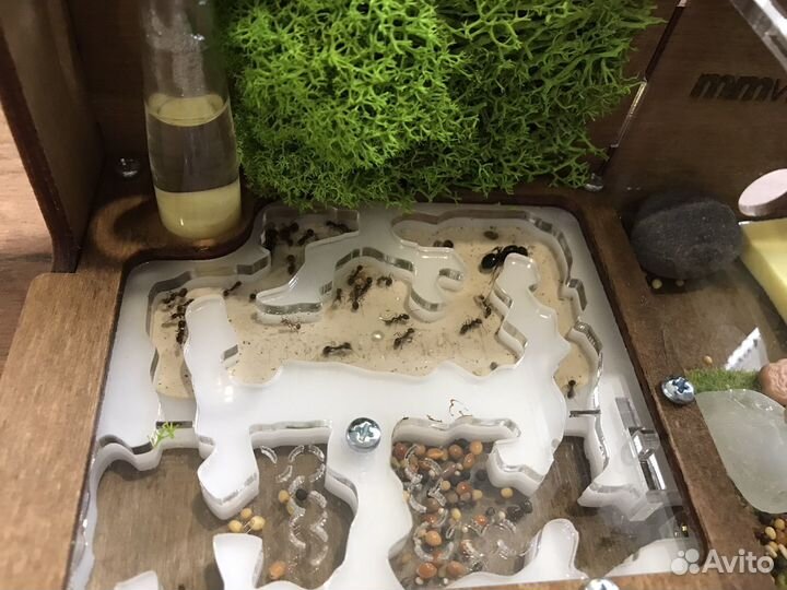 Муравьиная ферма с муравьями