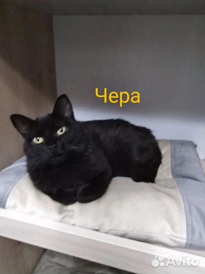Черный кот, черная кошка в добрые руки