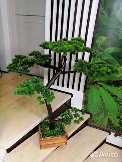 Бонсай сосна