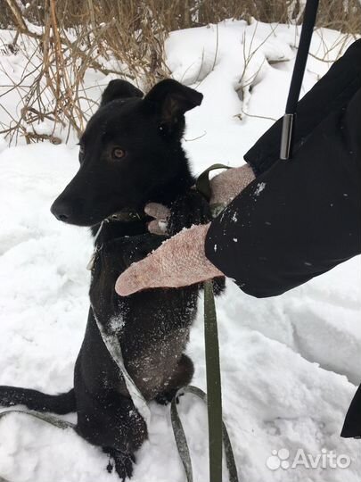 Щенок в добрые руки